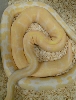 weird albino