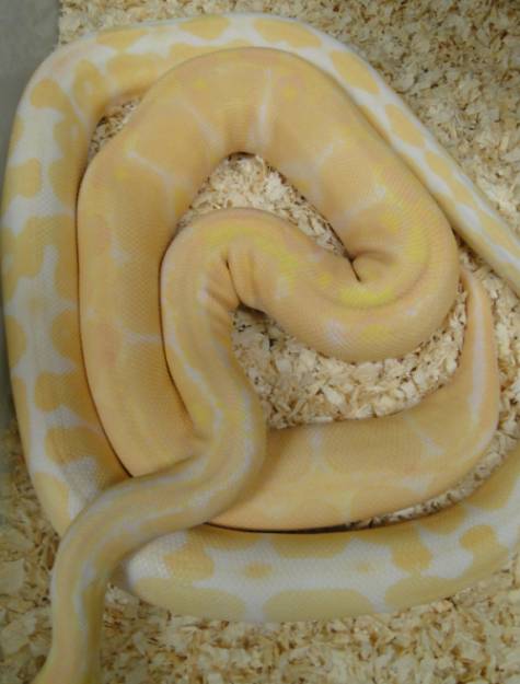 weird albino