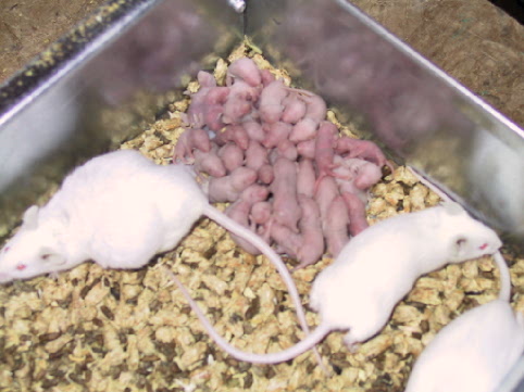 babies