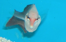 Saltwater - Austin Aquariums