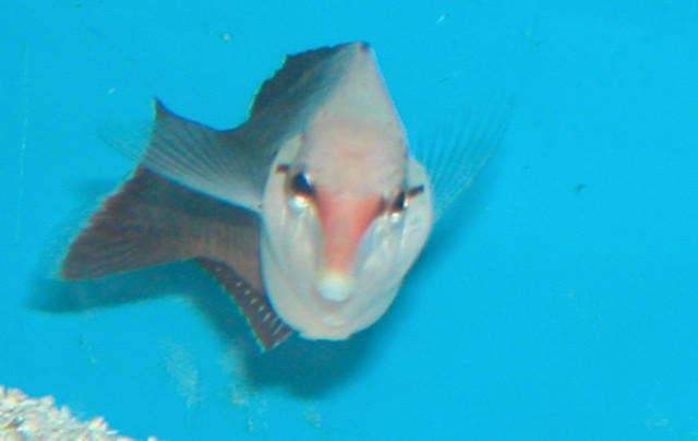 Saltwater - Austin Aquariums