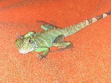 yoshi body