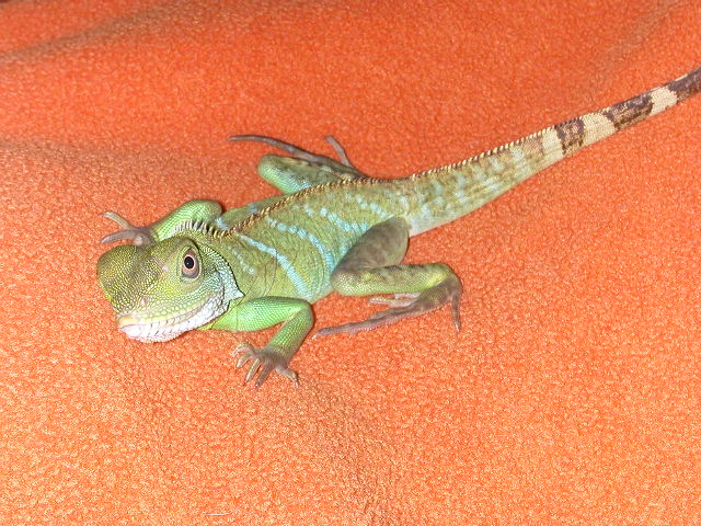 yoshi body