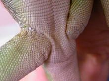 yoshi pores