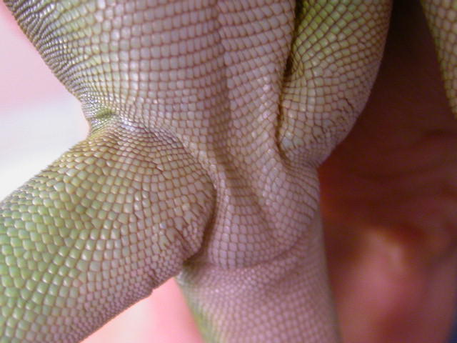 yoshi pores