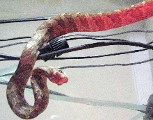 Female Yearling Pseustes Poecilonotus