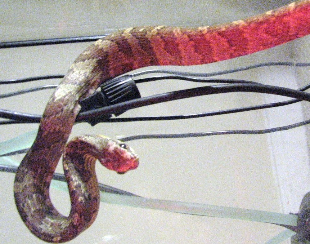 Female Yearling Pseustes Poecilonotus