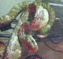 Female Yearling Pseustes Poecilonotus (2)