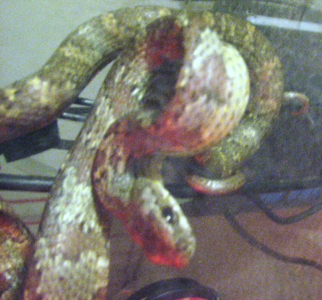 Female Yearling Pseustes Poecilonotus (2)