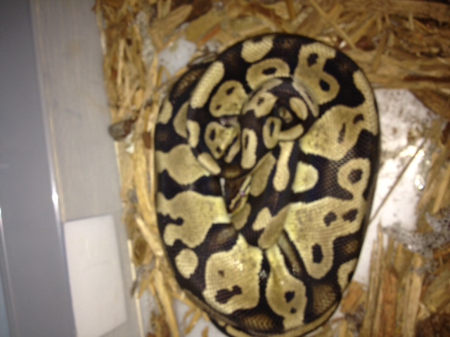 Adult Female Pastel