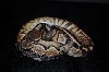 Cinnamon2