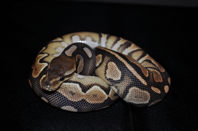 Cinnamon2