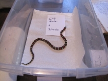 2009 Male