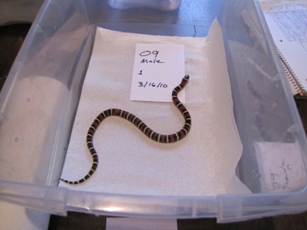 2009 Male