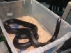 Black Milk Snake
