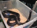 Black Milk Snake