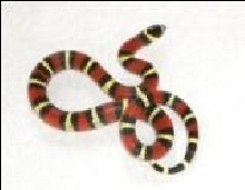 2009 Black Milksnake