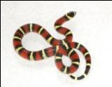 2009 Black Milksnake