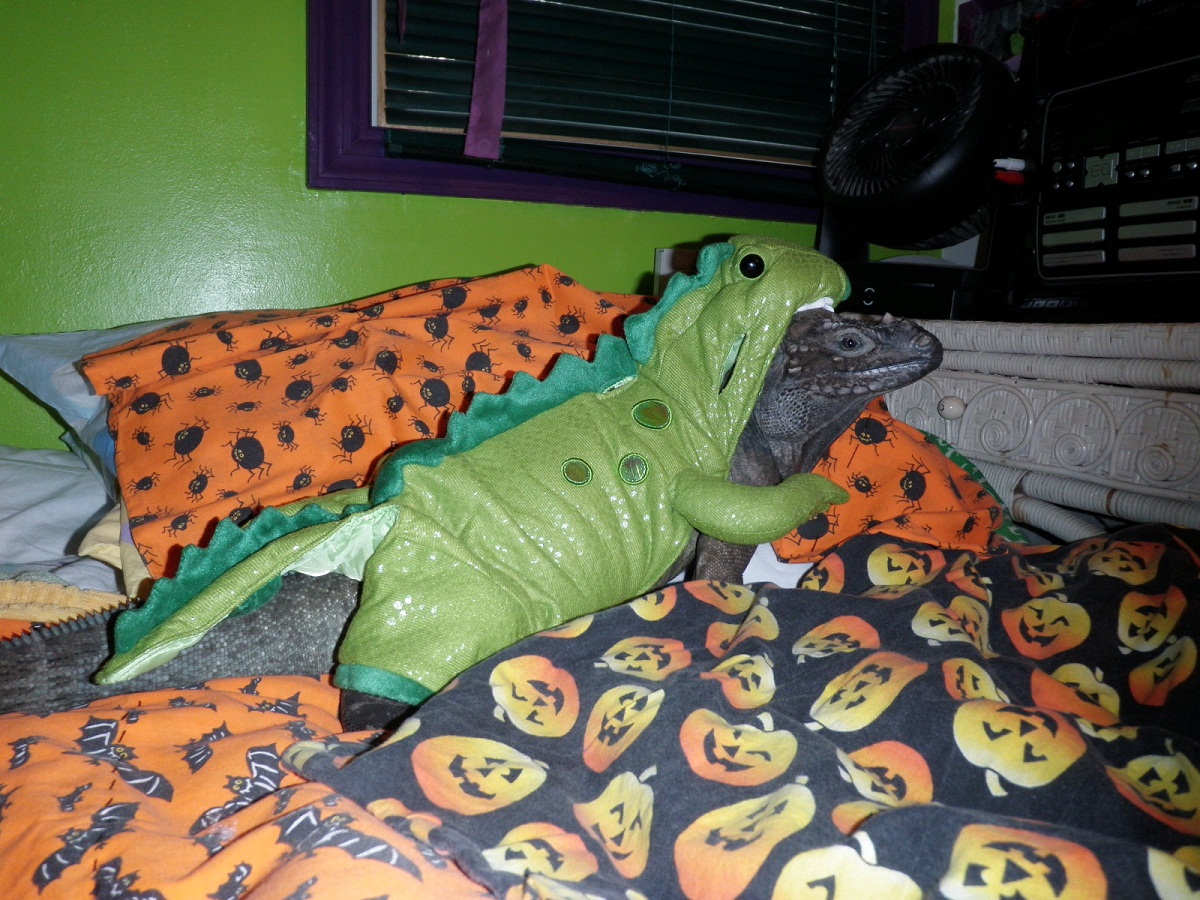 Halloween Costume?