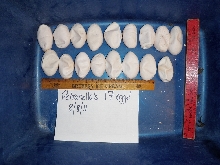 6 yrs old C. cornuta 17 eggs