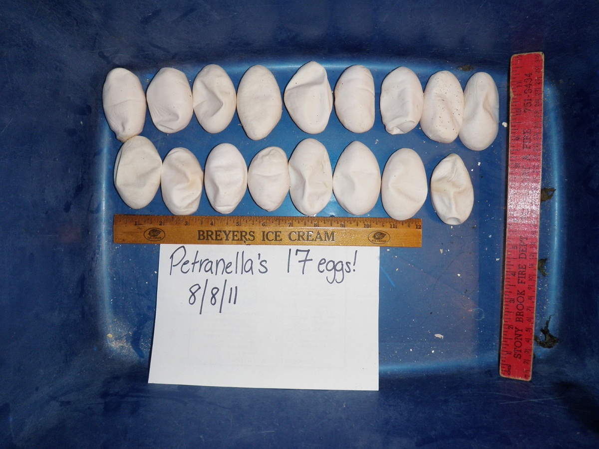 6 yrs old C. cornuta 17 eggs
