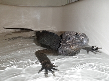 Bathtime