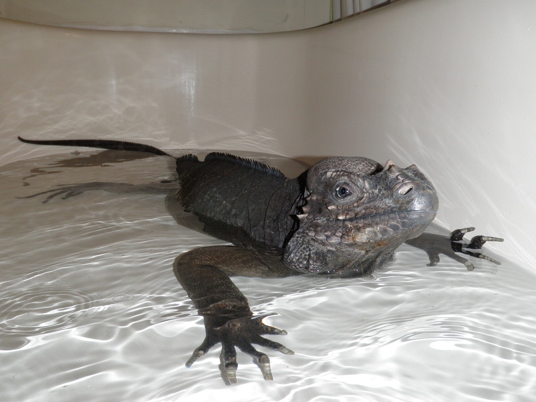 Bathtime
