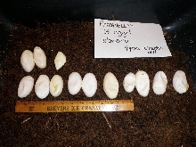 Unfertile (cyclura) eggos
