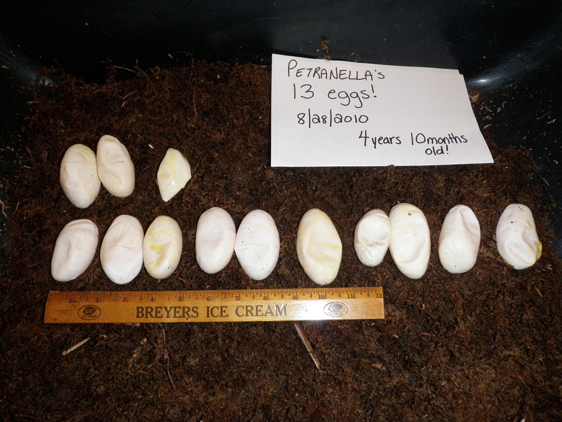 Unfertile (cyclura) eggos