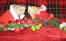 my men xmas