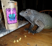 new fave snack