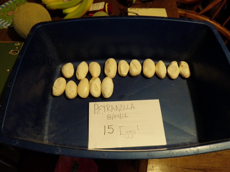 2012 eggs