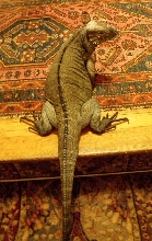 Petranella on the stairs-full of egg