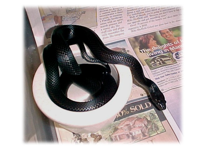 03 Black LMT