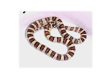 CL003 5F