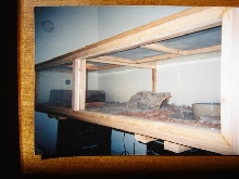 My Custom Built N.Pine Cages..