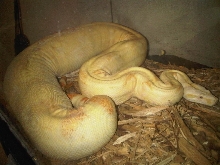 Alb Boa (female)