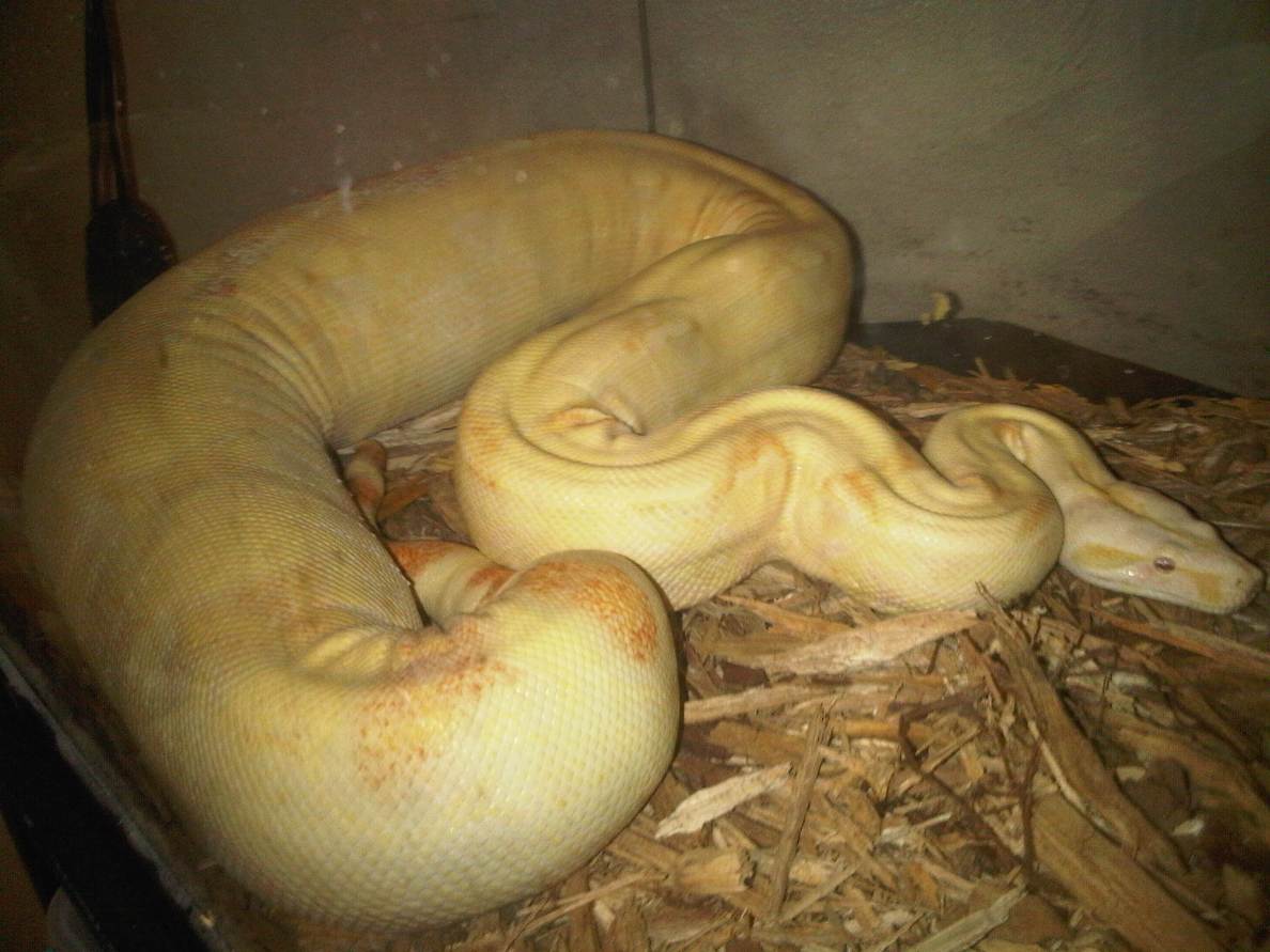 Alb Boa (female)