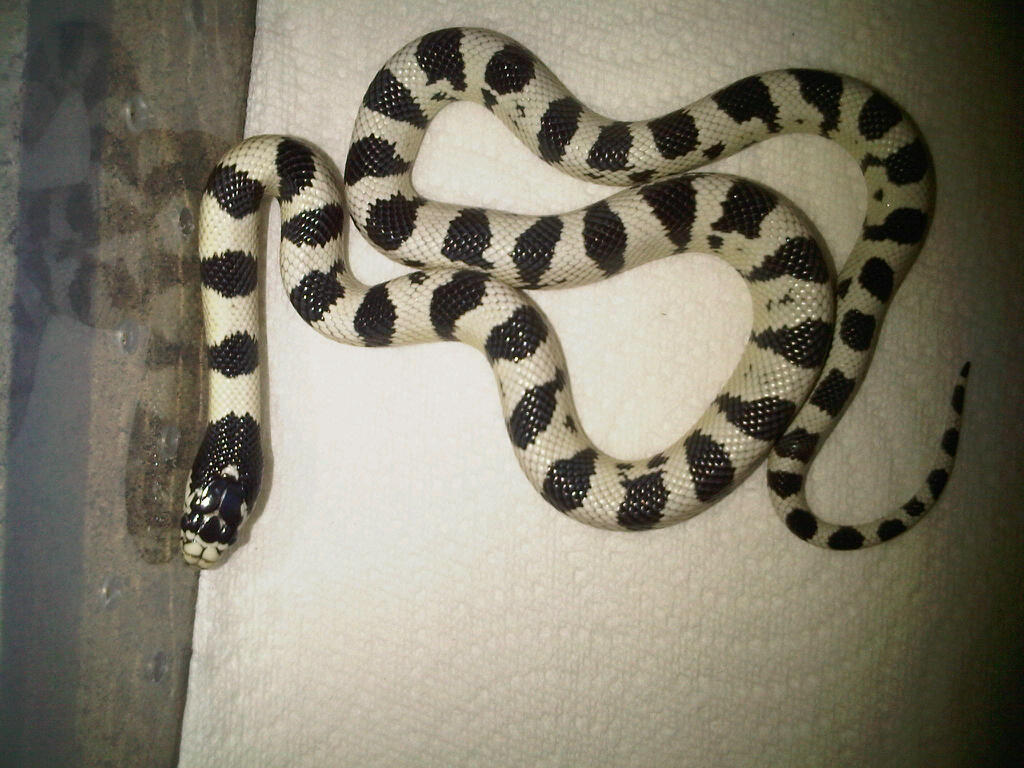 50-50 Desert Phase Cal King