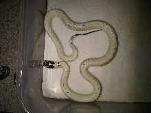 Hi White