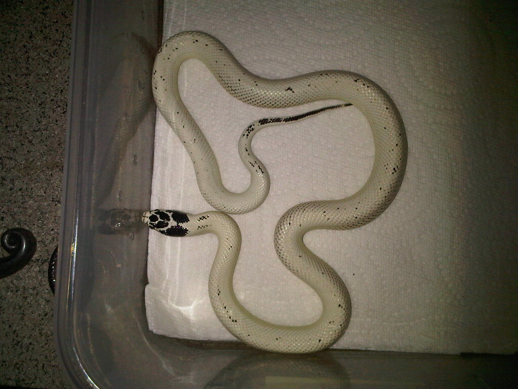 Hi White