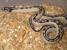 Reverse Stripe Cal King