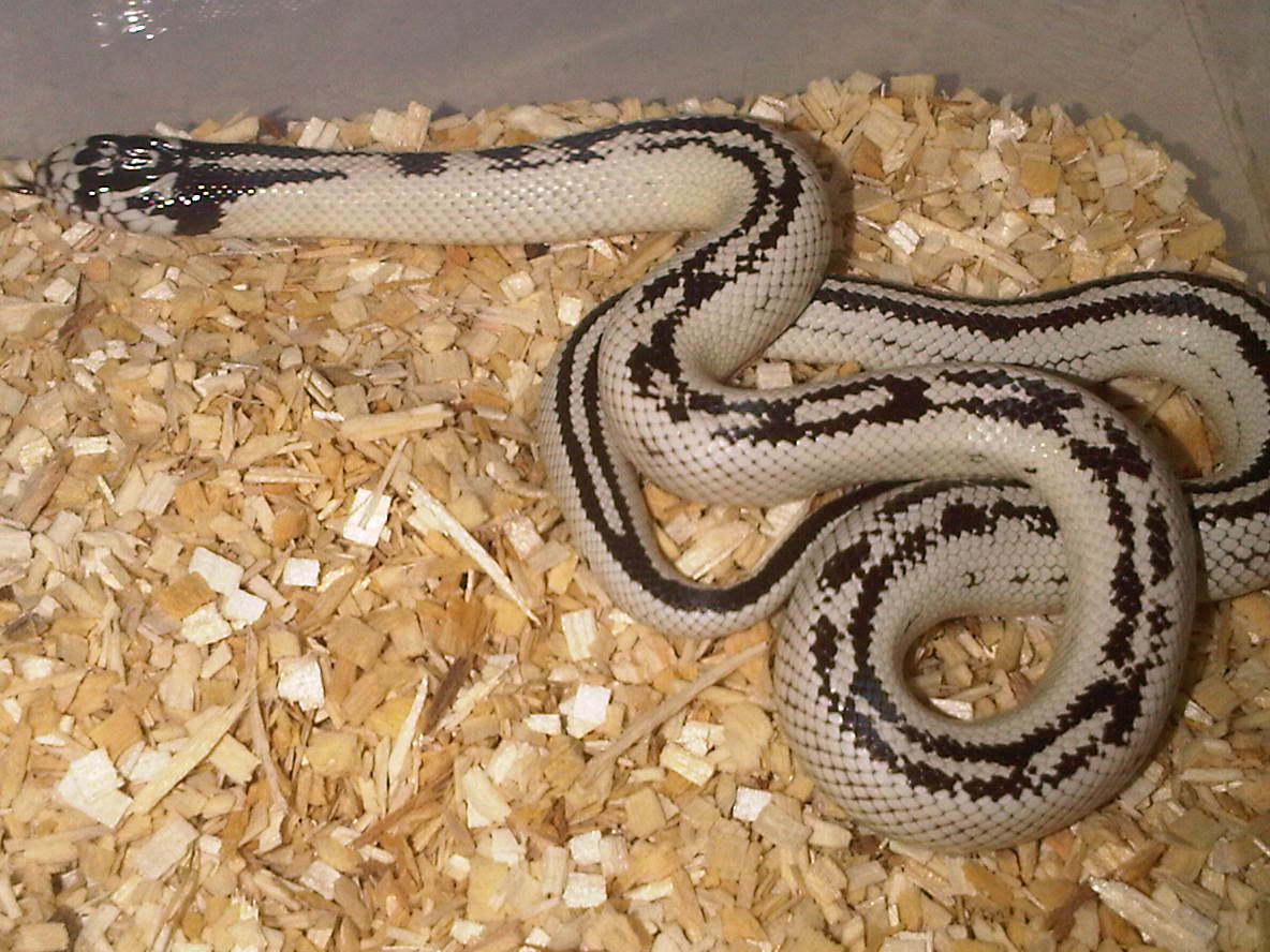 Reverse Stripe Cal King