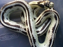 Reverse Striped