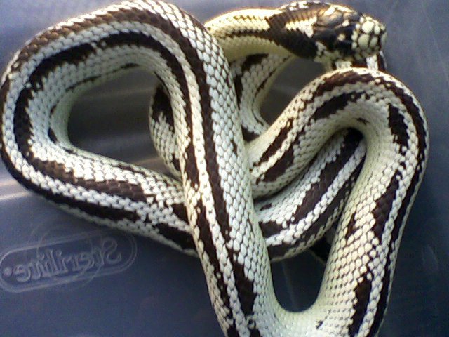 Reverse Striped