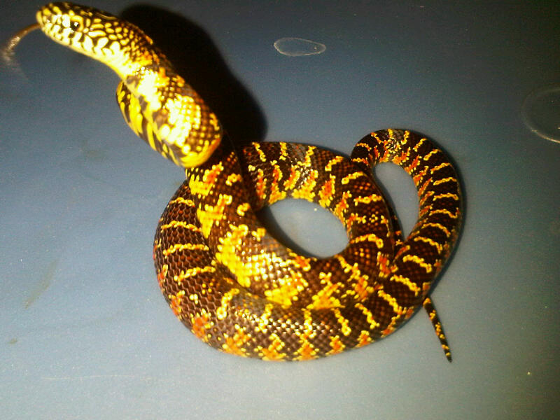 Dbl het (Bone White/Axanthic) female