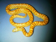Flame Line Hypo