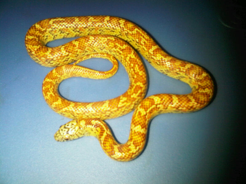 Flame Line Hypo