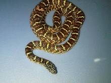 het peabino/mosaic