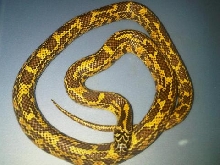 Mosaic Florida King - male